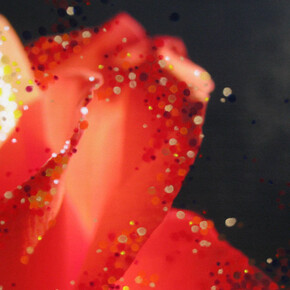 Donna Drapeau, Red Rose, Oil Pastel on, Photograph Printed on Canvas, 22" x 28", Emerging Transformation
