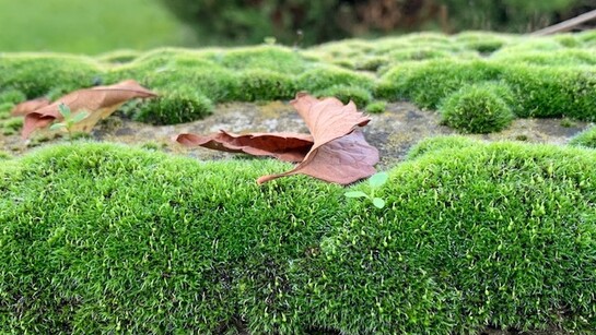 Tappeti di velluto verde