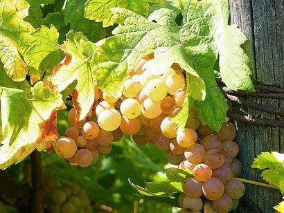 L'uva delle viti di Erbaluce di Caluso, Piemonte, Italia