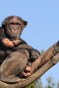 Un scimpanzè con un piccolo della sua specie