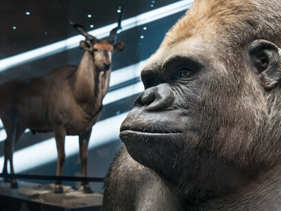 Masterpieces of Taxidermy. Courtesy of Museum für Naturkunde