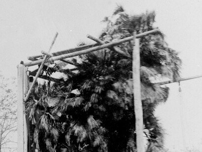 Rifacimento in legno della serra della Palma di Goethe nell’anno 1922