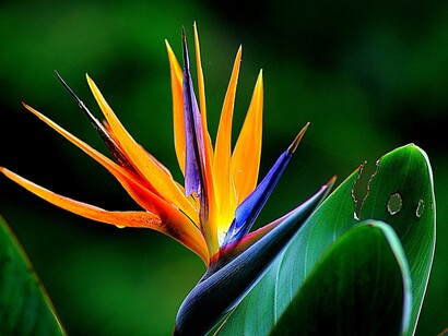 Humanity, like in a garden, has experienced progress in a collective sense, throughout evolution and history