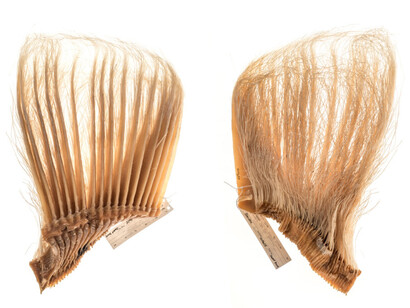 Mammalogy. Courtesy of Royal BC Museum