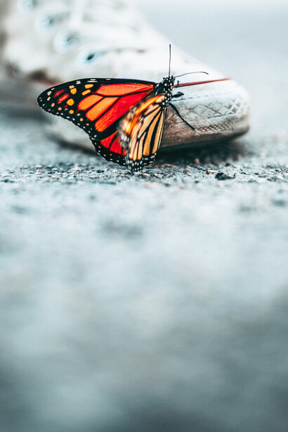 Leggeri come farfalle