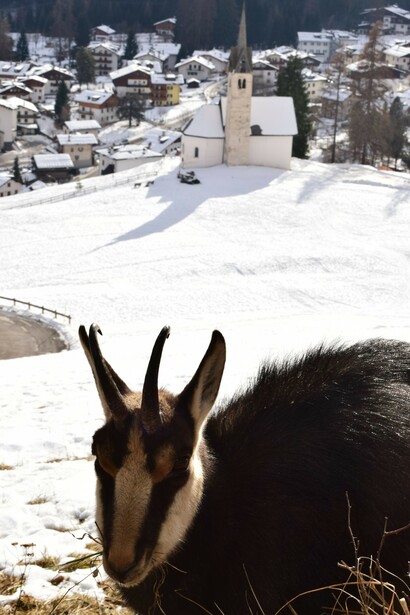 Falcade, Valle del Biois, foto Moreno Tomaselli