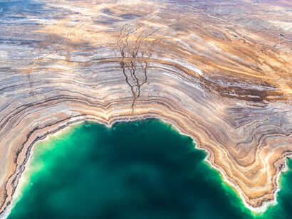 Tree of Life, Collection Holy Land by Donn Delson