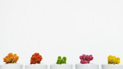 ¿Cuántos géneros existen?