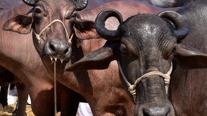 Buffalos at the cattle market