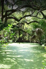 Alligator Creek, Punta Gorda, Florida