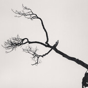 Kussharo Lake Tree, Study 6, Kotan, Hokkaido, Japan, 2007