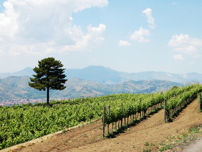 Sicilia, vigneti in collina