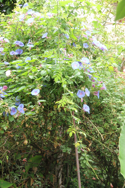 Il giardino di Libereso a Sanremo