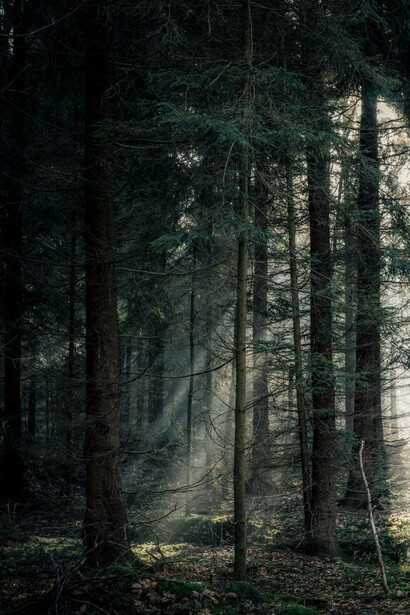 Bosco attraversato da riflessi di luce dopo una pioggia torrenziale  