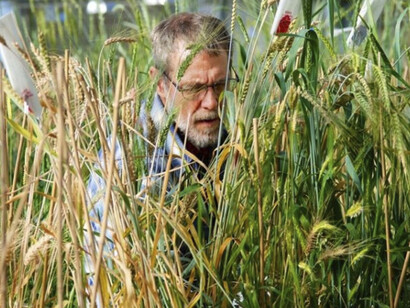 El trigo sigue siendo el cereal más importante del mundo...