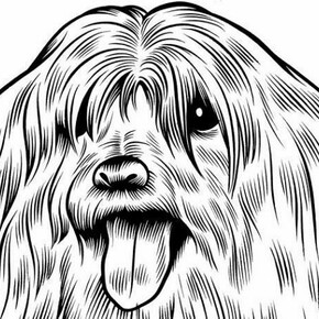 Charles Burns, Mollie the Maltese, 2011