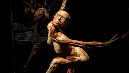 Body Worlds: Pulse. Courtesy of California Science Center