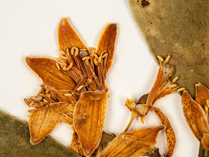 Rare, Beautiful & Fascinating. Courtesy of Florida Museum of Natural History