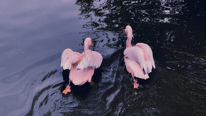 Cisnes cor-de-rosa nadam em lago 