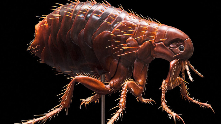 Keller’s Insect Models. Courtesy of Museum für Naturkunde