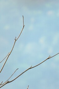 One beauty in a multitude