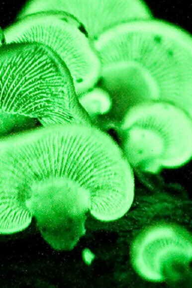 Bioluminiscencia en hongos Panellus stipticus