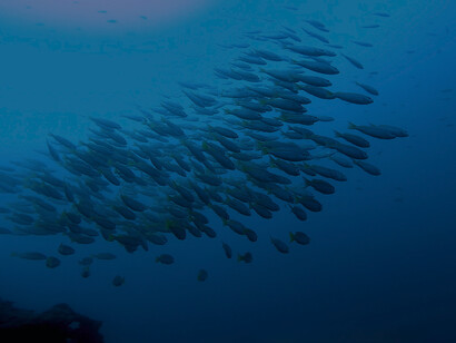 A school of fish. The ‘law of the sea’, is the UN's legal framework for all marine and maritime activities; contains special provisions for the protection of the marine environment, obligating all nations to collaborate