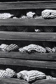 Obra Fotográfica de Manuel Álvarez Bravo. Courtesy of Museo de Arte Moderno