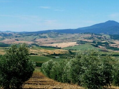Olive groud in Tuscany