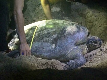 Ranger misura il dorso a una grossa tartaruga che sta covando 