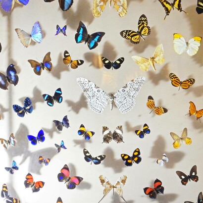 Collezione di farfalle, museo di storia naturale di Lille, Francia
