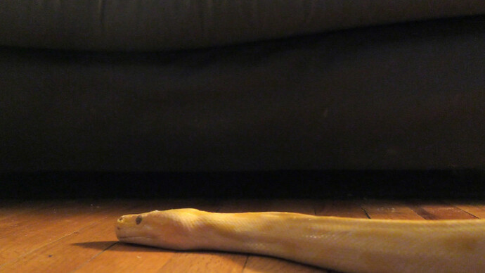 Keren Cytter. Courtesy of Pilar Corrias