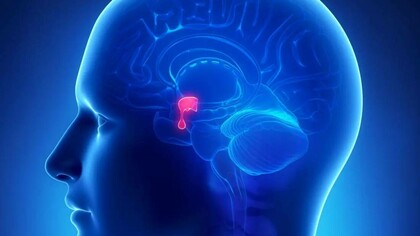 Illustration of the pineal gland which is the third eye chakra and is sometimes referred to as our sixth sense