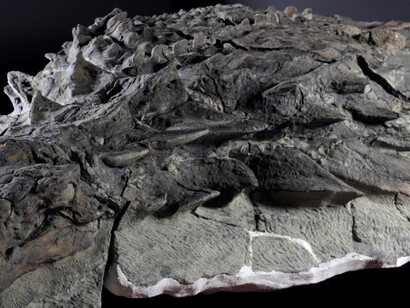 Grounds For Discovery. Courtesy of Royal Tyrrell Museum