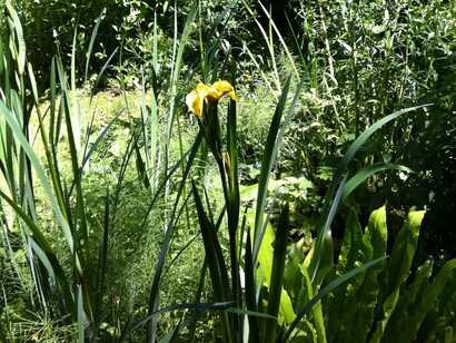 Angolo di flora spontanea