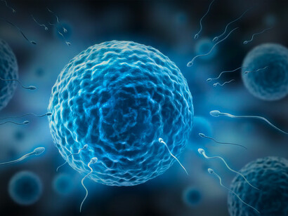 Épigénèse. L’épigenèse considère que le germe du nouvel être – dit de façon actuelle, l’œuf ou l’embryon – construit progressivement ses organes, lesquels apparaissent au fur et à mesure avant de grandir