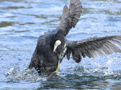 Common Coot © Gehan de Silva Wijeyeratne