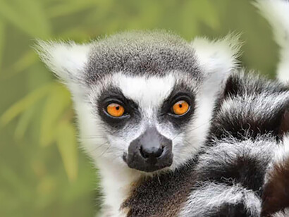 Molto presto, a un passo dall’estinzione, spariranno 33 specie di Lemuri dal Madagascar 