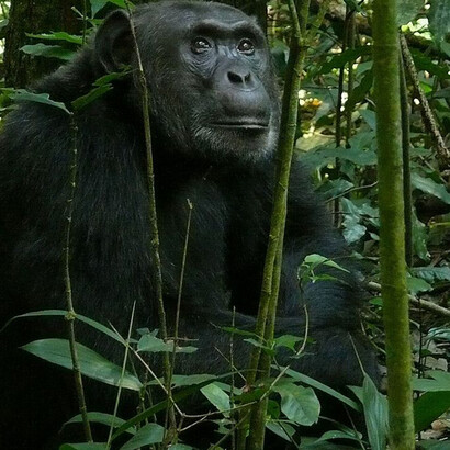 Gli scimpanzé acquisiscono il linguaggio dei segni in modo rudimentale, simile a quello dei sordomuti, facilitando la comunicazione con sintassi e grammatica comprensibili, simili al linguaggio parlato