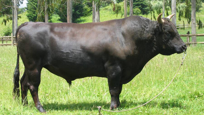 Il bue di Kobe, Kurolem Wagyu