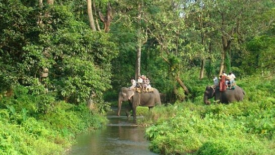 Elephant ride across Gorumara National Park