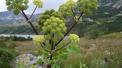 Angelica Archangelica