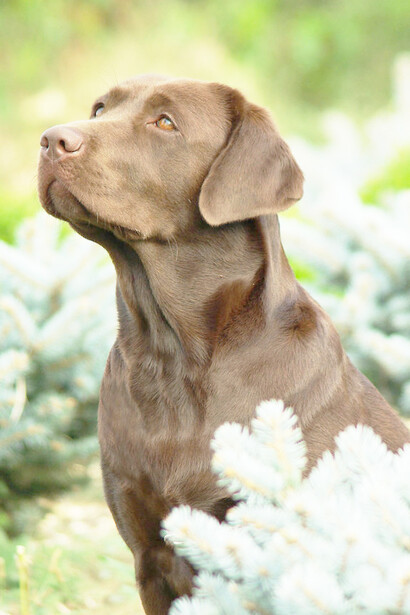 Un elegante Labrador