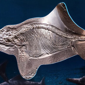 Prehistoric Times and Dinosaurs. Courtesy of Haus der Natur 