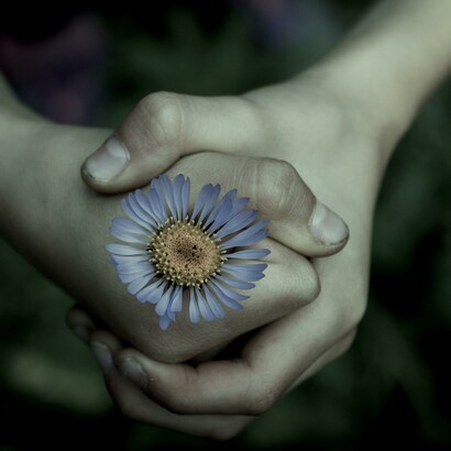 Florescer novamente 