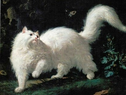 Il gatto