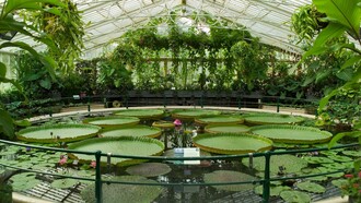 Victoria amazonica