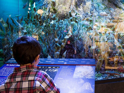 Marine Life in the Putnam Family Gallery. Courtesy of Harvard Museum of Natural History