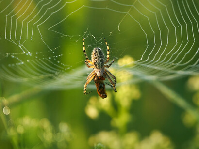 El uso abusivo de Internet no aumenta las relaciones sociales, muy al contrario, el uso abusivo aumenta el aislamiento social