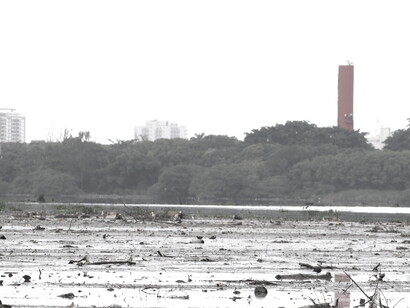 Um ecossistema agonizante